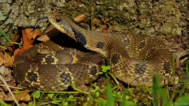 Heterodon platirhinos im Terrarium halten