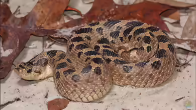 Heterodon simus im Terrarium halten