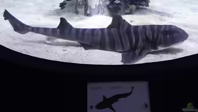 Heterodontus zebra im Aquarium halten