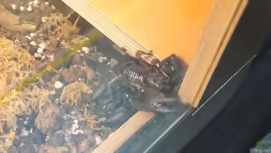 Heterometrus cyaneus im Terrarium halten
