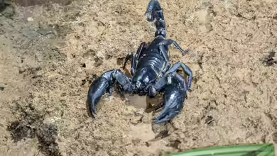 Heterometrus laoticus im Terrarium halten