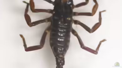 Heterometrus longimanus im Terrarium halten