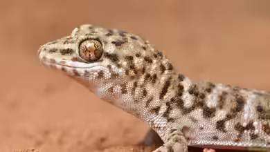 Heteronotia binoei im Terrarium halten