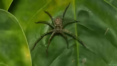 Heteropoda venatoria im Terrarium halten