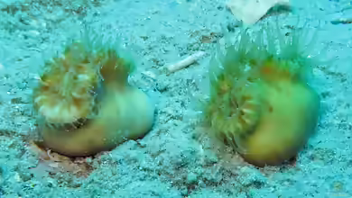Heteropsammia cochlea im Aquarium halten