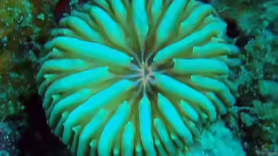 Heteropsammia eupsammides im Aquarium halten