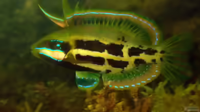 Heteroscarus acroptilus im Aquarium halten
