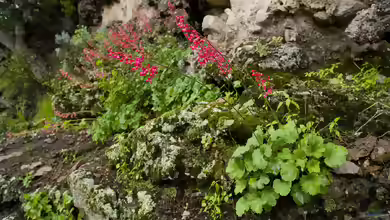 Heuchera sanguinea im Garten pflanzen