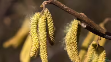 Heuschnupfen: Welche Pflanzen solltest du nicht in deinem Garten haben?