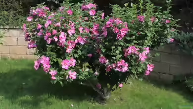 Hibiscus syriacus am Gartenteich