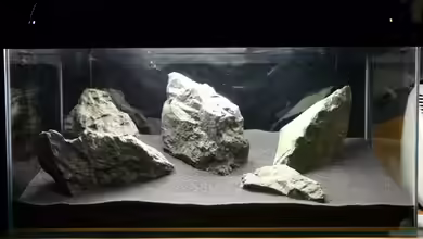 Hidden Valley Iwagumi von Leinad78