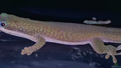 Hielschers Taggecko - Phelsuma hielscheri: Haltung, Lebensraum und Pflege im Terrarium