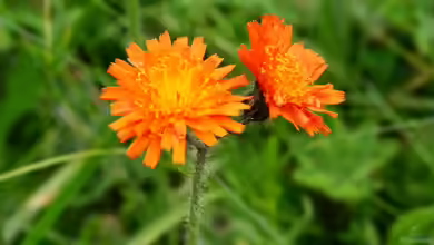 Hieracium aurantiacum im Garten pflanzen