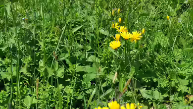 Hieracium lachenalii im Garten pflanzen