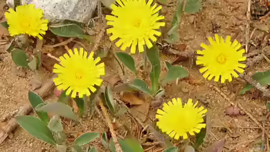 Hieracium pilosella im Garten pflanzen