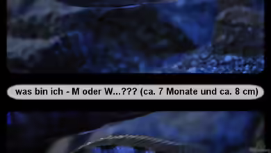 Hilfe zur Erkennung von Protomelas steveni Taiwan benötigt!