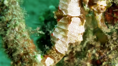 Hippocampus alatus im Aquarium halten