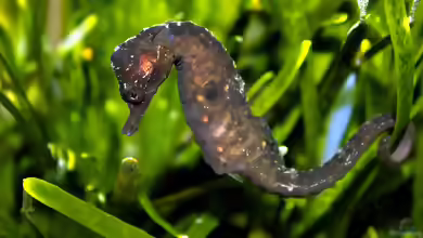 Hippocampus capensis im Aquarium halten