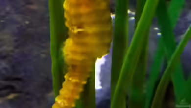 Hippocampus comes im Aquarium halten