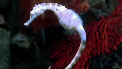 Hippocampus fuscus im Aquarium halten