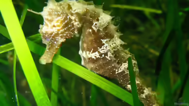 Hippocampus guttulatus im Aquarium halten