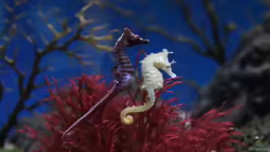 Hippocampus haema im Aquarium halten