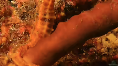 Hippocampus ingens im Aquarium halten