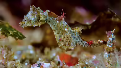 Hippocampus japapigu im Aquarium halten
