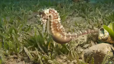 Hippocampus jayakari im Aquarium halten