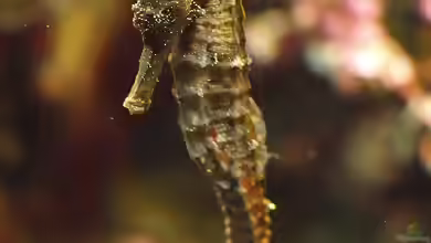 Hippocampus kelloggi im Aquarium halten