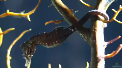 Hippocampus mohnikei im Aquarium halten