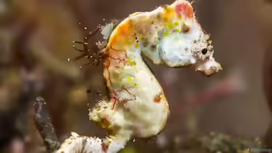 Hippocampus pontohi im Aquarium halten