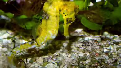 Hippocampus reidi im Aquarium halten