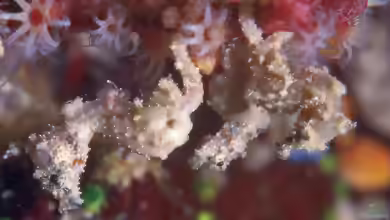 Hippocampus satomiae im Aquarium halten