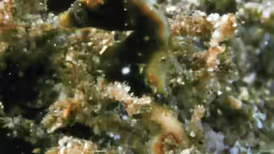 Hippocampus severnsi im Aquarium halten