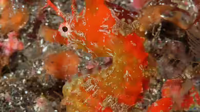 Hippocampus sindonis im Aquarium halten