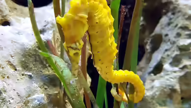 Hippocampus subelongatus im Aquarium halten
