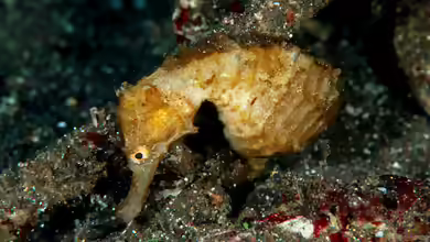 Hippocampus trimaculatus im Aquarium halten