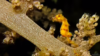 Hippocampus waleananus im Aquarium halten