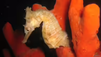 Hippocampus whitei im Aquarium halten
