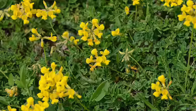 Hippocrepis emerus im Garten pflanzen