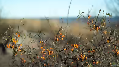 Hippophae rhamnoides im Garten pflanzen