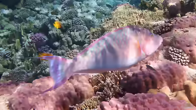 Hipposcarus harid im Aquarium halten