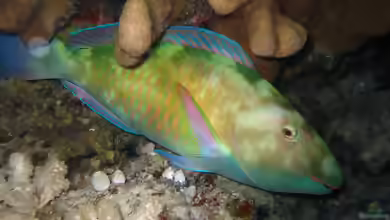 Hipposcarus longiceps im Aquarium halten
