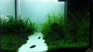 History Stones von P4mpersb0mber