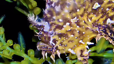 Histrio histrio im Aquarium halten