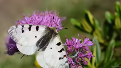 Hochalpenapollo im Garten