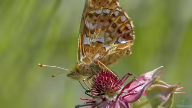 Hochmoor-Perlmutterfalter im Garten