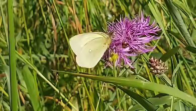 Hochmoorgelbling im Garten