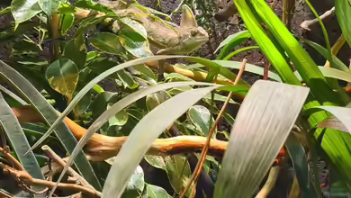 Hochterrarium einrichten - Der Leitfaden für ein Terrarium mit kletternden Tieren